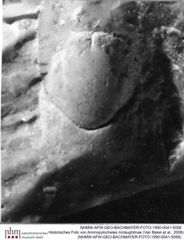 Historisches Foto von Ammopylocheles mclaughlinae (Van Bakel et al., 2008) (NHMW-AFW-GEO-BACHMAYER-FOTO-1990-0041-5058)